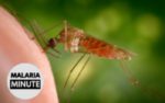 Mosquito Saliva Vaccine Evaluated in Phase 1 Clinical Trial