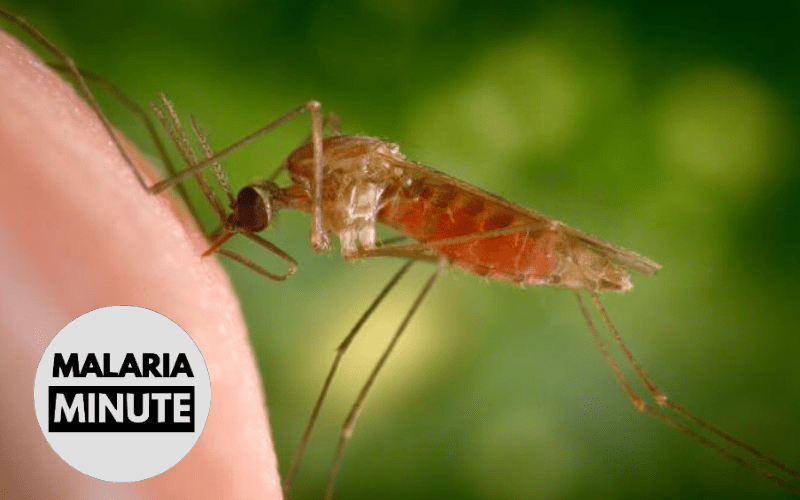 Researchers Produce Cell Atlas of Mosquito Immune System