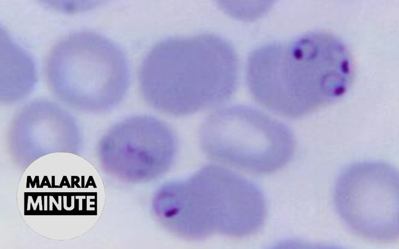 ‘Memory-Like’ Imprints in γδ T Cells Allow for Better Response to Future Malaria Infection