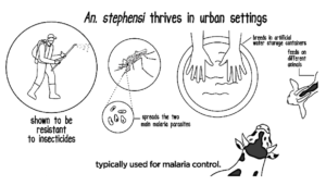 Malaria: The spread of Anopheles stephensi in Africa