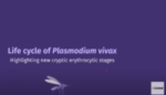 Plasmodium Vivax life cycle